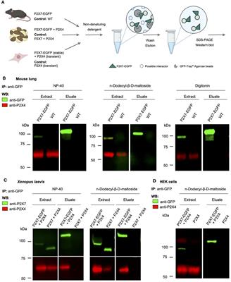 Different localization of P2X4 and P2X7 receptors in native mouse lung - lack of evidence for a direct P2X4-P2X7 receptor interaction